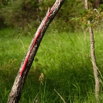 Clairière