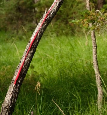 Clairière