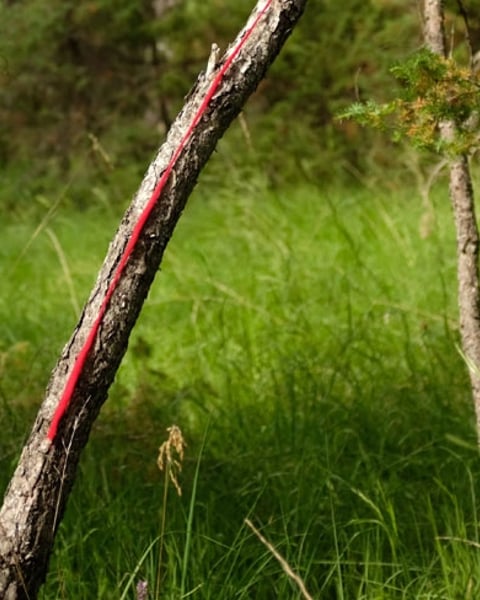 Clairière