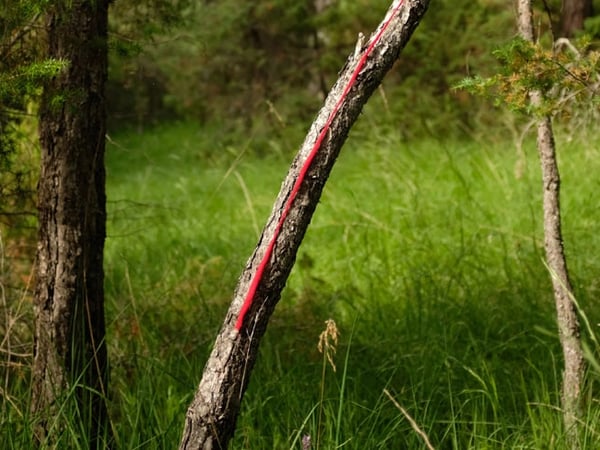Clairière