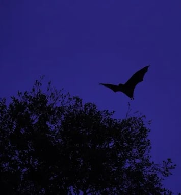 Sur la piste des chauve-souris