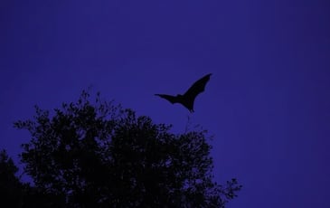 Sur la piste des chauve-souris