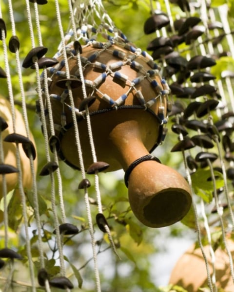 Espèce de courge