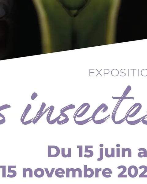 Exposition "Les insectes"